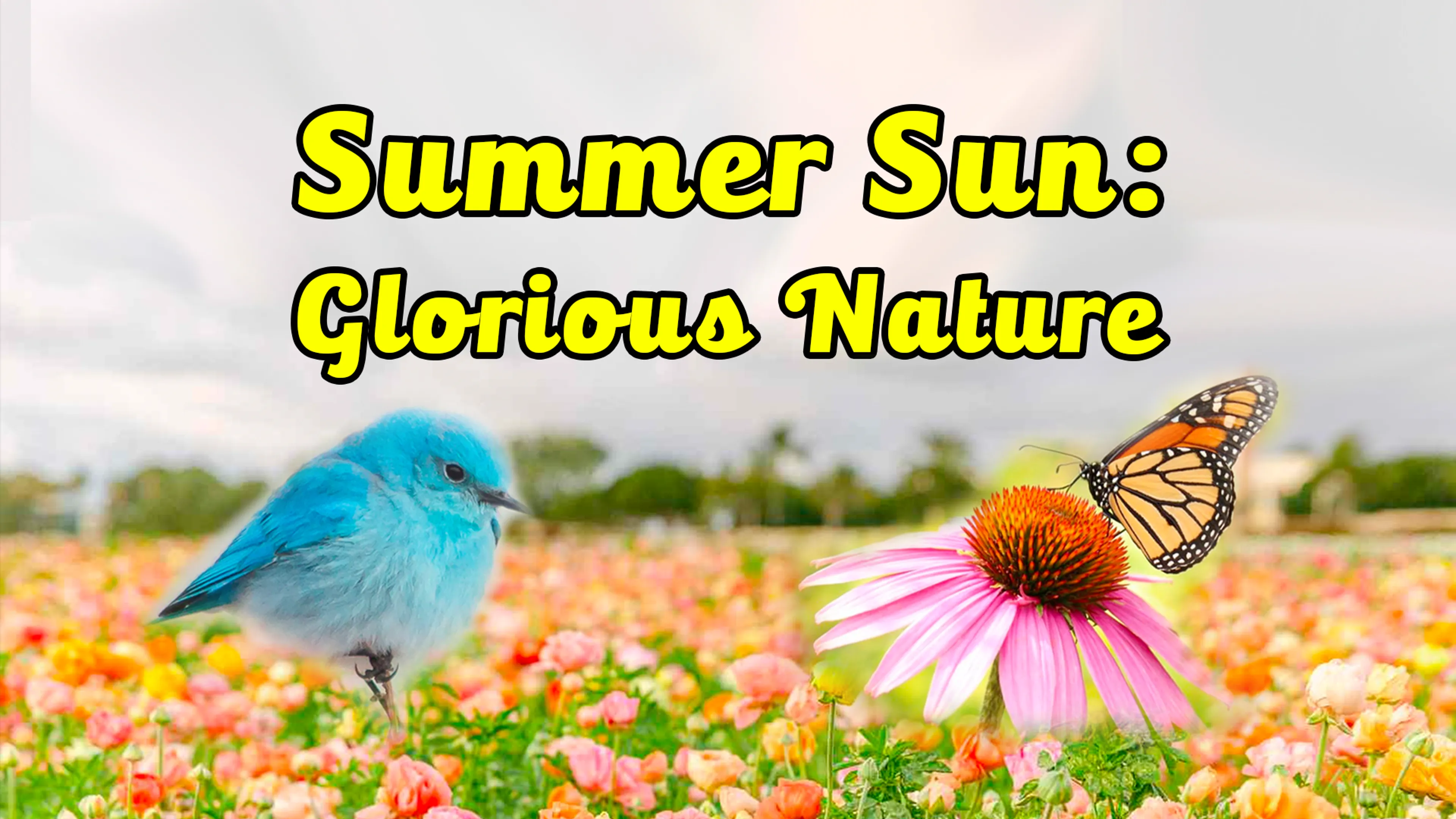 Summer Sun: Glorious Nature poster